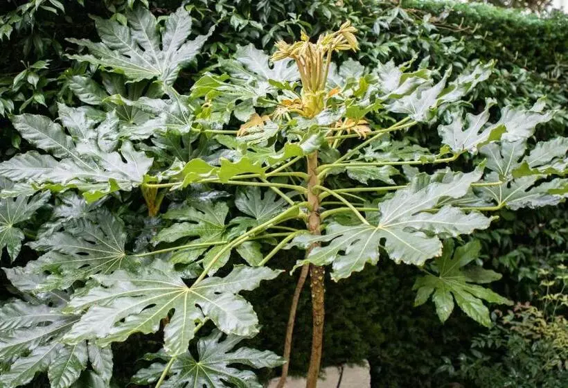 Fotos del hotel Molière:  5