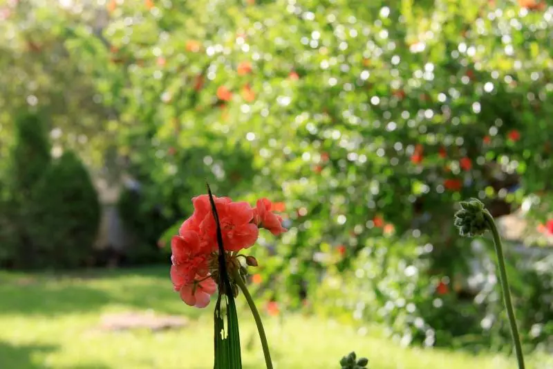 Fotos del hotel Platon:  20