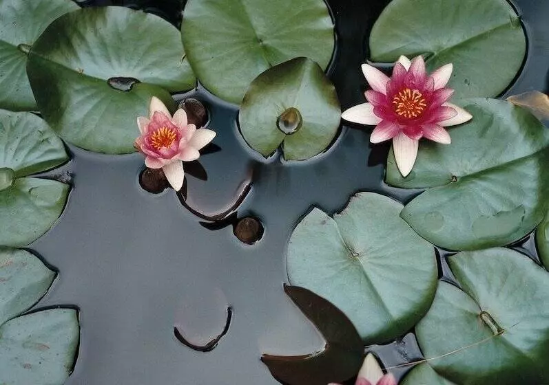 Fotos del hotel Parkhotel Laurin:  15