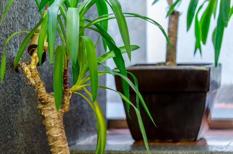 Fotos del hotel Principe Real:  9