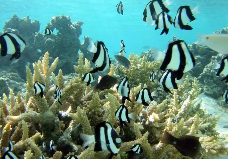 Fotos del hotel Palm Grove:  15