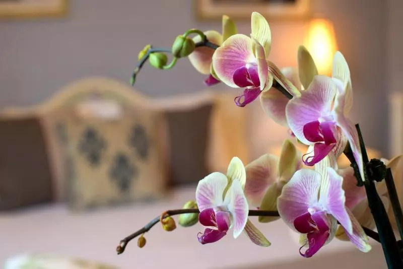 Fotos del hotel Cornell Hotel De France:  3