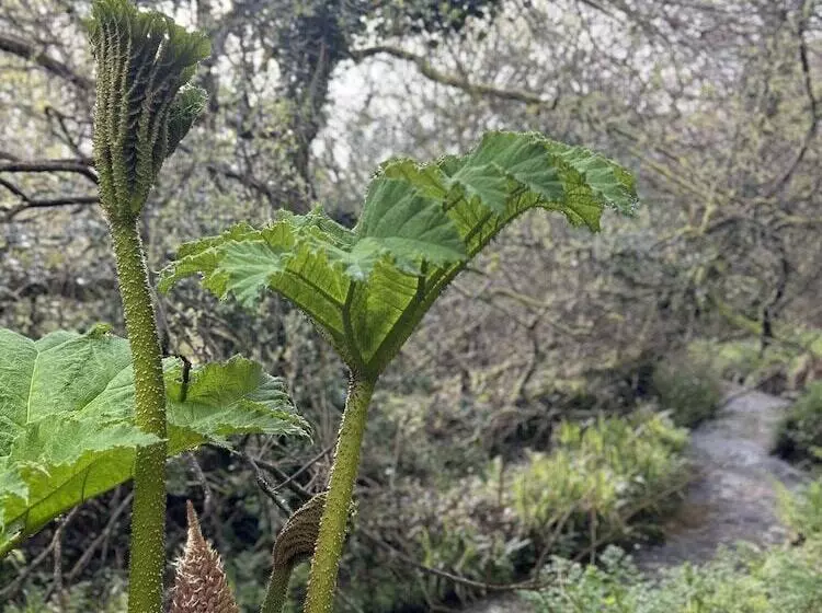 Fotos del hotel The Trengilly Wartha Inn:  5