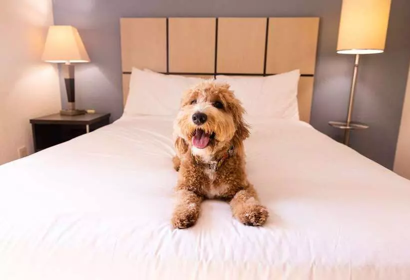 Fotos del hotel Sonesta Simply Suites Houston – Nasa Clear Lake:  25