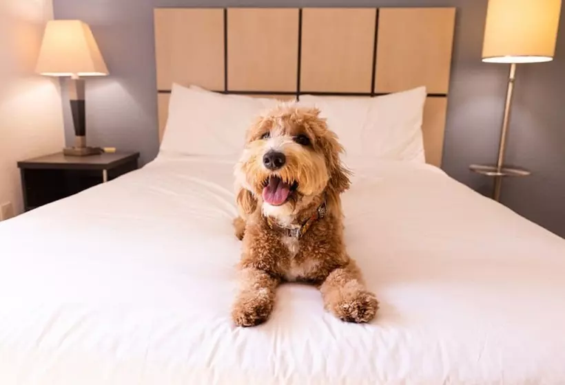 Fotos del hotel Sonesta Simply Suites Houston – Nasa Clear Lake:  24