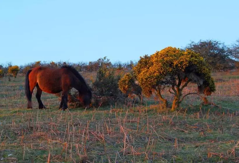 Fotos del hotel The Moorland:  14