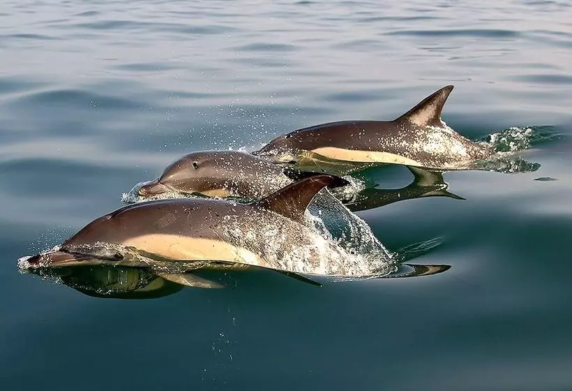 Fotos del hotel Mare:  14