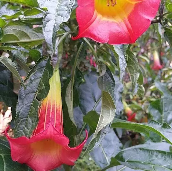 Fotos del hotel El Balcón:  3