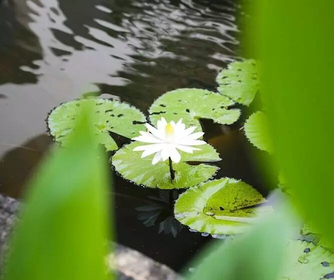 Fotos del hotel Legian Paradiso:  6