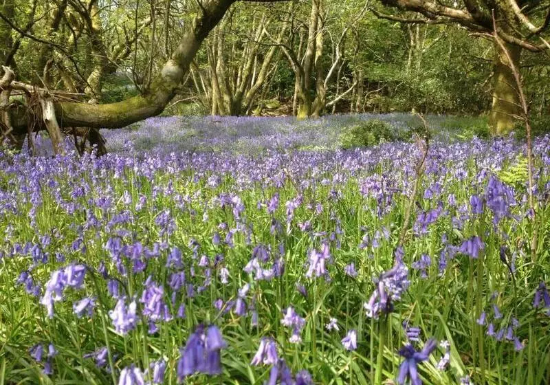 Fotos del hotel The Wild Boar:  3