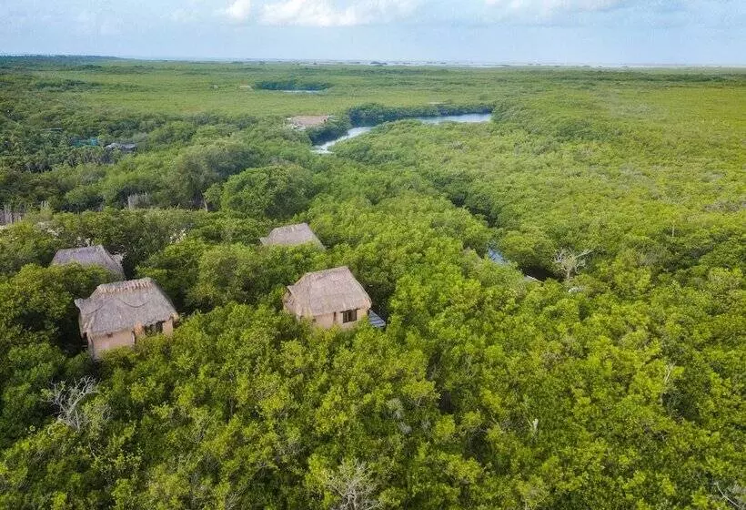 Fotos del hotel Manglex Eco  Tulum:  9