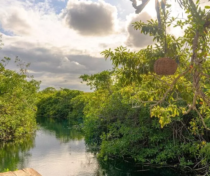 Fotos del hotel Manglex Eco  Tulum:  25
