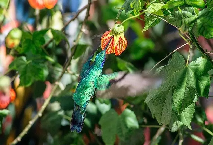 Fotos del hotel Taypikala Hotel Cusco:  6