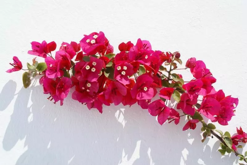 Fotos del hotel Aethrio Sunset Village  Oia:  8