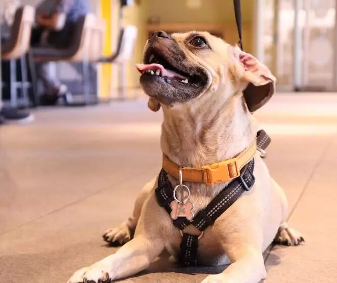 Fotos del hotel Novotel Monterrey Valle:  6