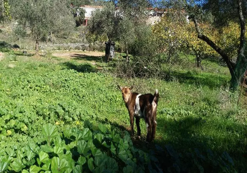 Fotos del hotel La Era De Aracena  Adults Only:  13