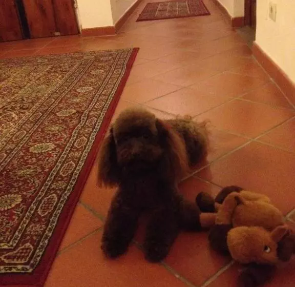 Fotos del hotel Residenza Millennium:  19