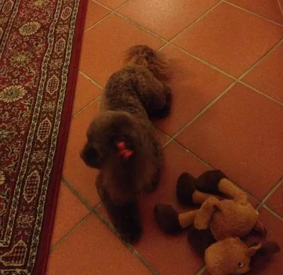 Fotos del hotel Residenza Millennium:  13