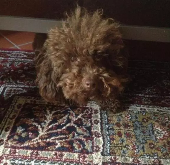 Fotos del hotel Residenza Millennium:  6