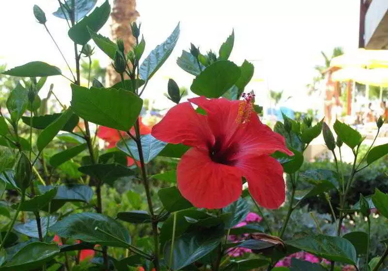 Fotos del hotel Ilian Beach & Apartments:  4