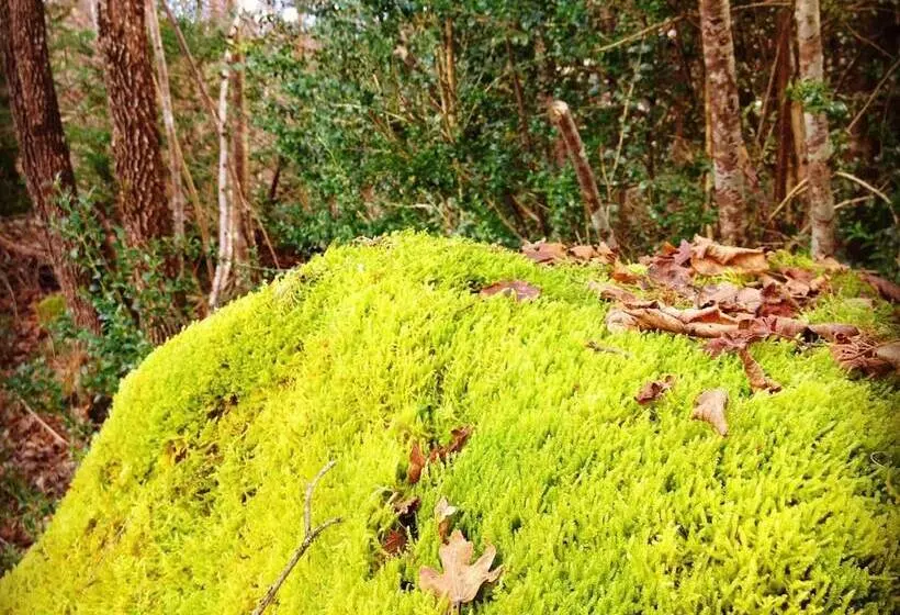Fotos del hotel Diamó:  5