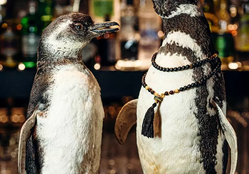 Fotos del hotel The Hux:  5