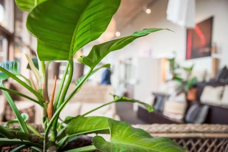 Fotos del hotel Arken Hotel & Art Garden Spa:  10