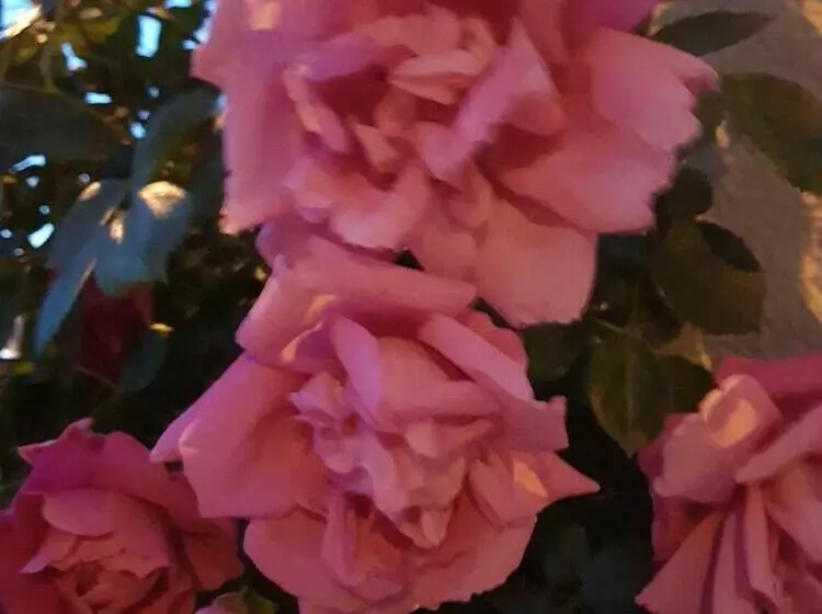 Fotos del hotel Bishops Arms Lund:  5