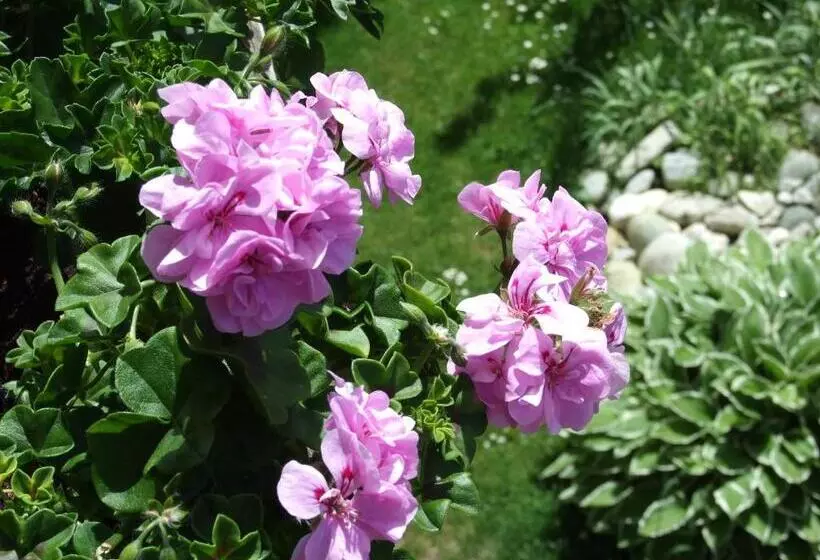 Fotos del hotel Menthof:  8