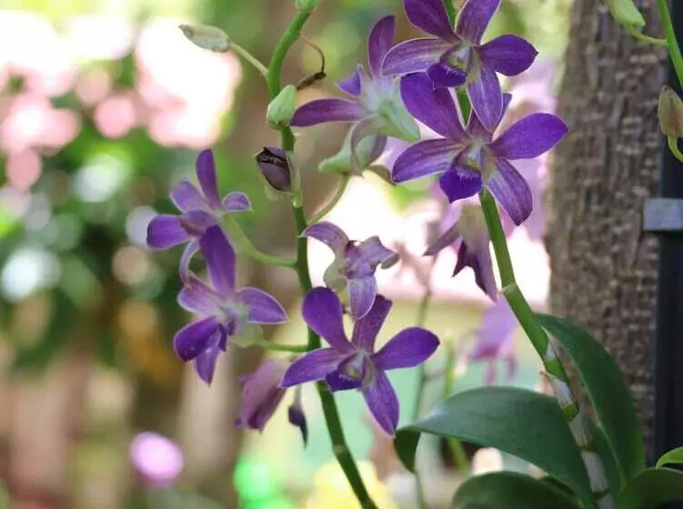 Fotos del hotel Palita Lodge:  14