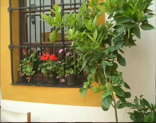 Fotos del hotel Los Balcones De Zafra:  6