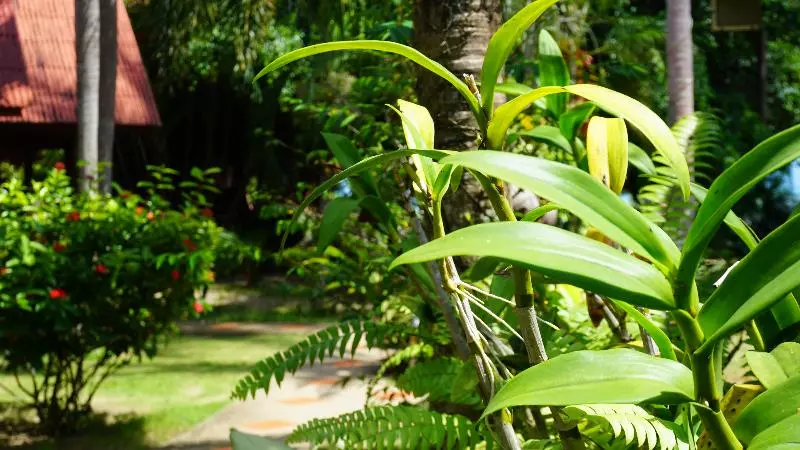 Fotos del hotel Morning Star Resort:  6