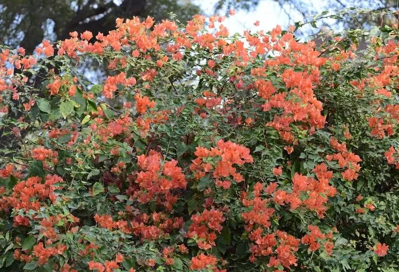 Fotos del hotel Ratan Vilas:  6