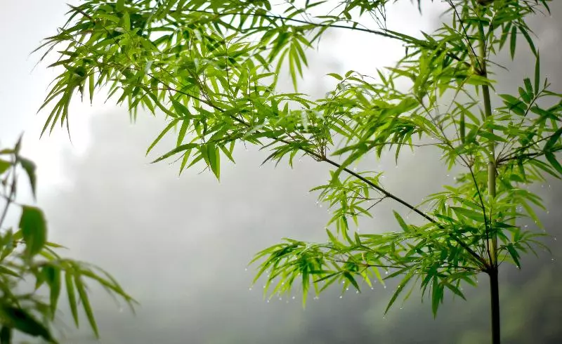 Fotos del hotel Home Phutoey River Kwai Hotspring & Nature Resort  Sha Extra Plus:  18