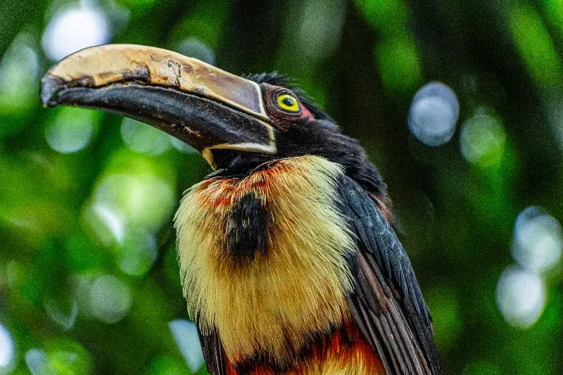 Fotos del hotel Ghl Corales De Indias:  14