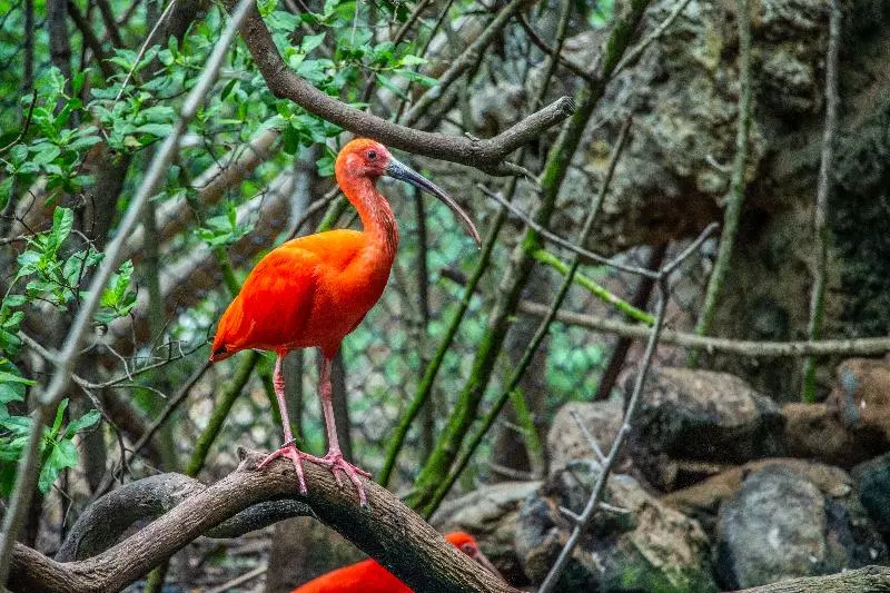 Fotos del hotel Ghl Corales De Indias:  8