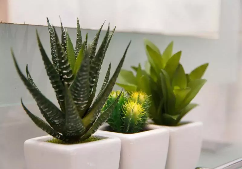 Fotos del hotel Studio Skadarlija 3:  4