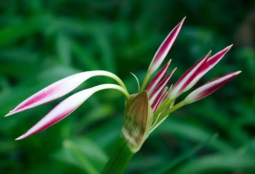 Fotos del hotel Le Domaine De L Orangeraie Resort And Spa:  6