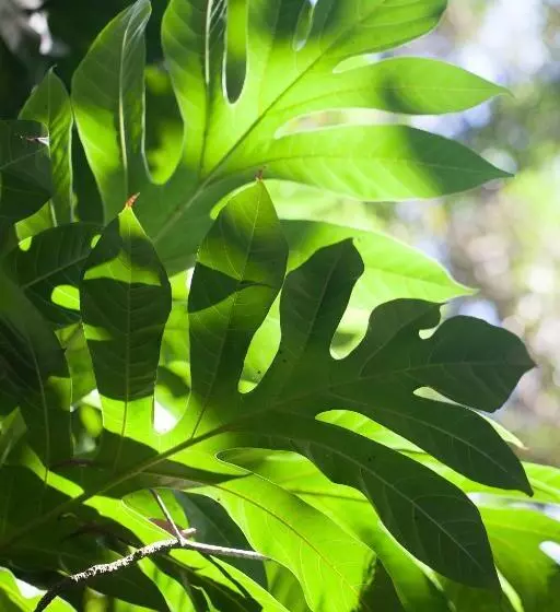 Fotos del hotel Le Domaine De L Orangeraie Resort And Spa:  23