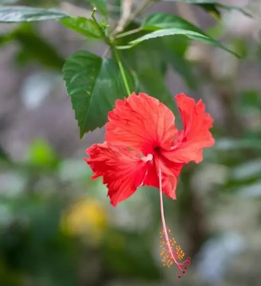 Fotos del hotel Le Domaine De L Orangeraie Resort And Spa:  20