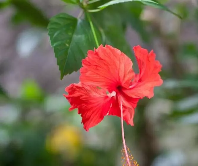 Fotos del hotel Le Domaine De L Orangeraie Resort And Spa:  24