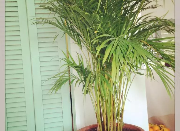 Fotos del hotel Ca's Papà:  17