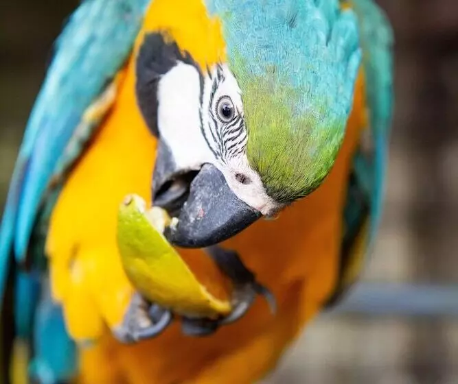 Fotos del hotel Vila Mar:  5