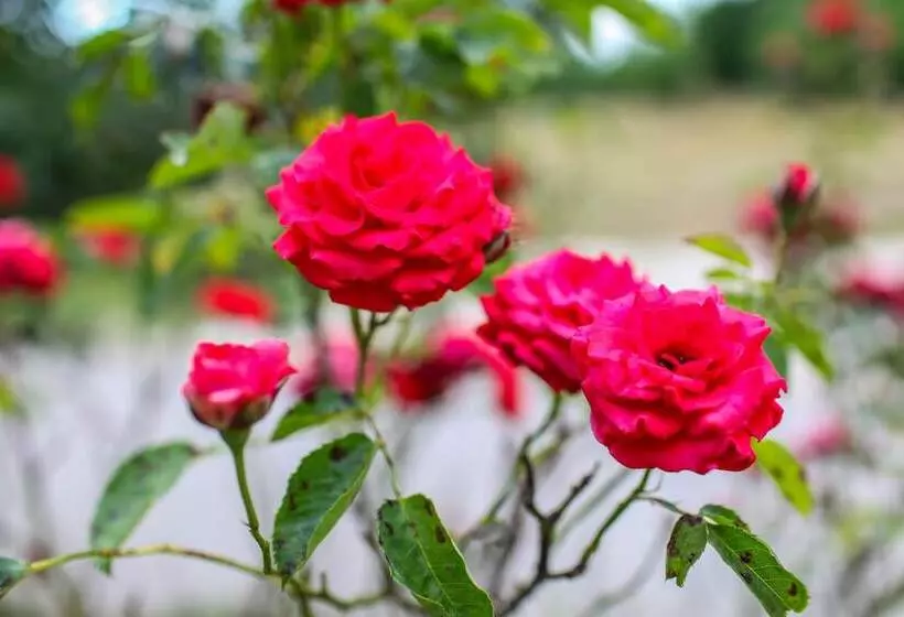 Fotos del hotel Family Guesthouse In Forest Ana & Stjepan Nikoli?:  17