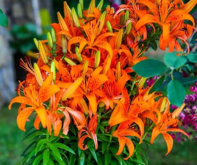 Fotos del hotel Family Guesthouse In Forest Ana & Stjepan Nikoli?:  5