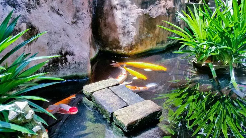 Fotos del hotel Ben's House:  7