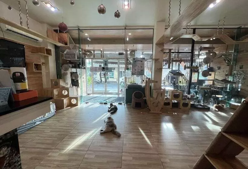 Fotos del hotel Cat Story:  3