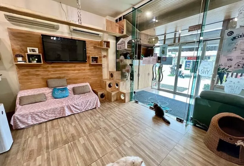 Fotos del hotel Cat Story:  23