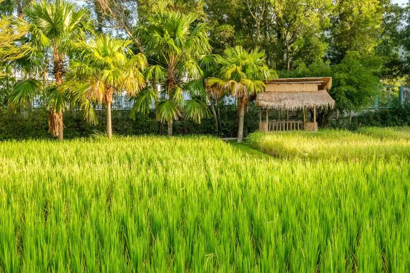 Fotos del hotel Naina Resort & Spa  Sha Plus:  17