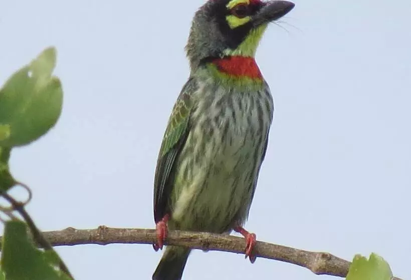 Fotos del hotel Koragaha Lodge:  4